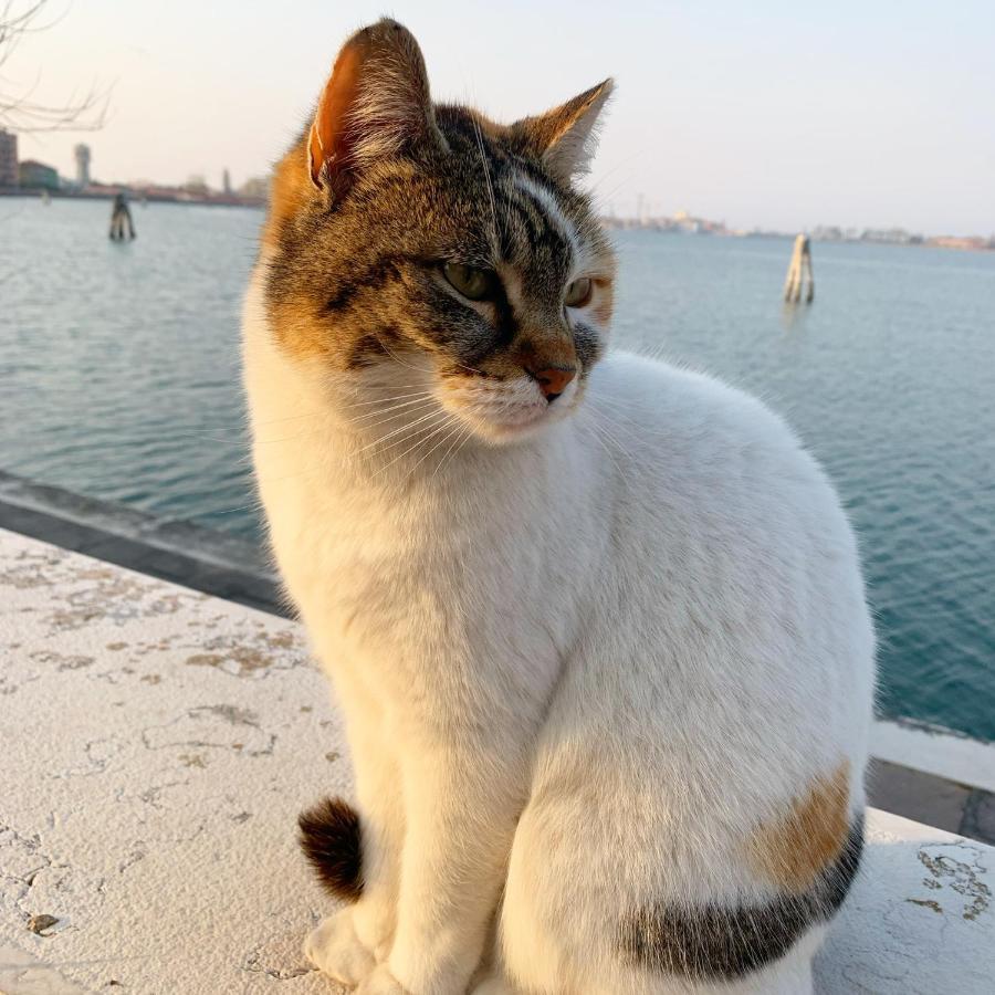Sepa Chioggia Calle Moretti المظهر الخارجي الصورة